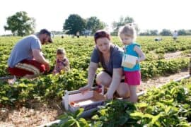 picking strawberries near me