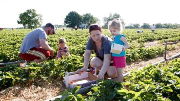 picking strawberries near me