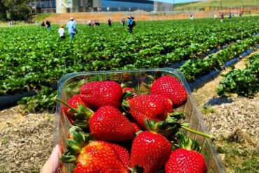 picking strawberries near me adelaide