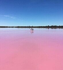 pink lake