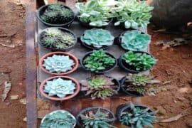 plant nurseries closest to me