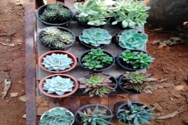 plant nurseries closest to me