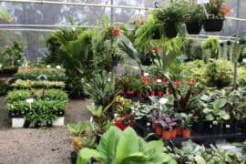 plant nursery brisbane