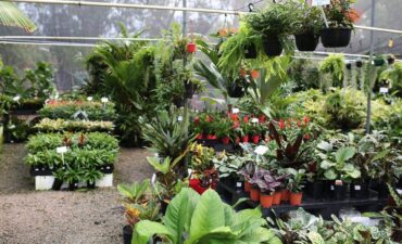 plant nursery brisbane