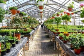 plant nursery close to me