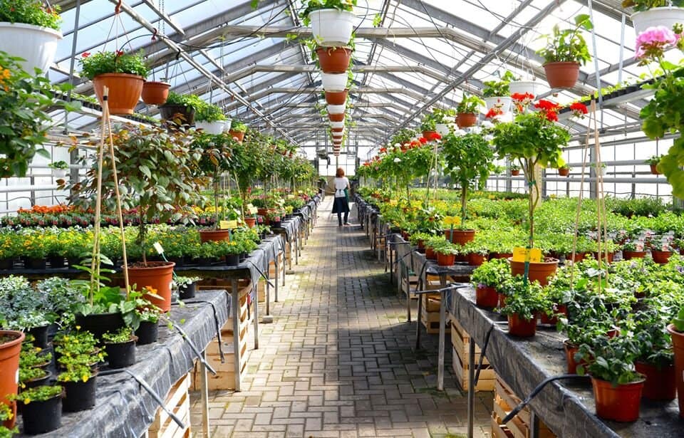 plant nursery close to me