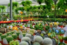 plant nursery closest to me