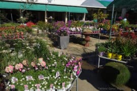 plants nursery brisbane