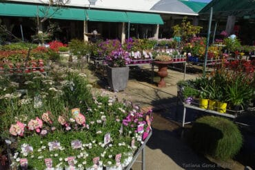 plants nursery brisbane