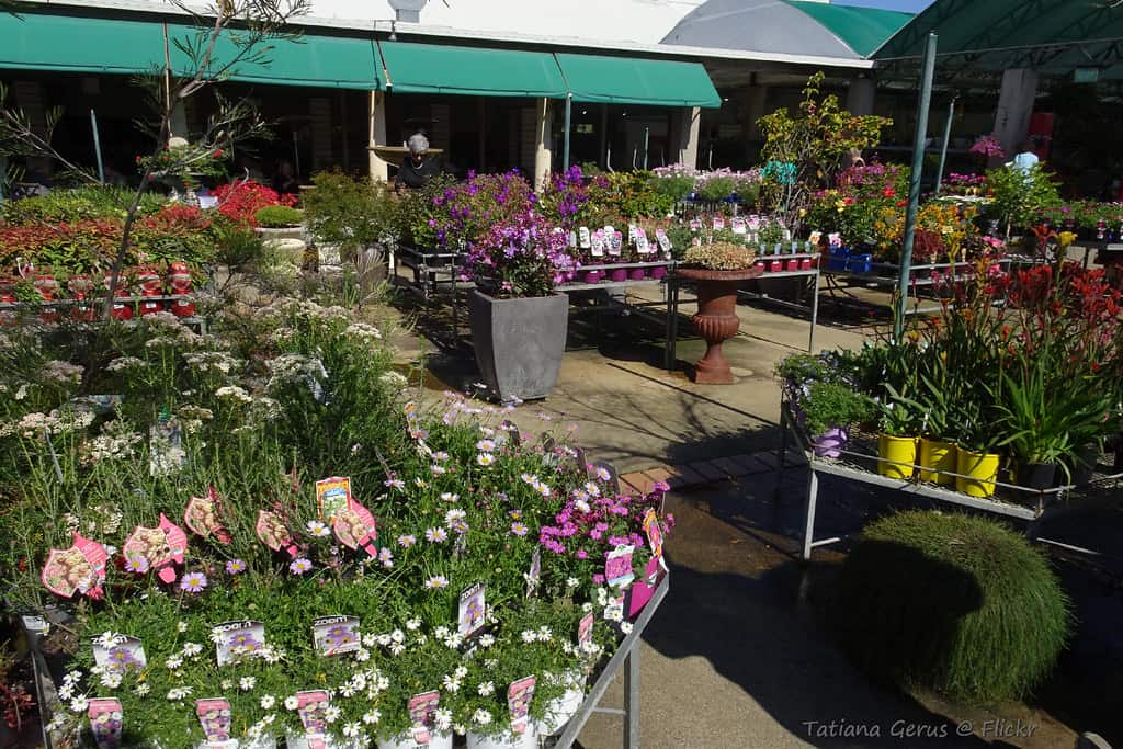 Find the Best Plants Nursery in Brisbane for All Your Gardening Needs