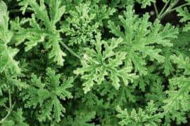 plants with citronella