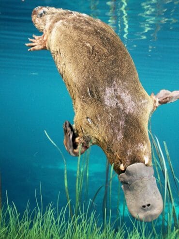 platypus animals