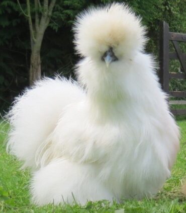 pompom chicken