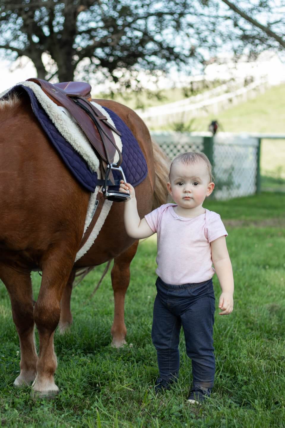 pony rides sydney