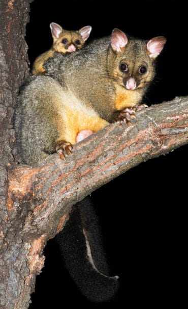 possum animal australia