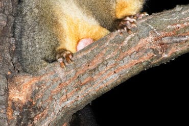 possum in australia