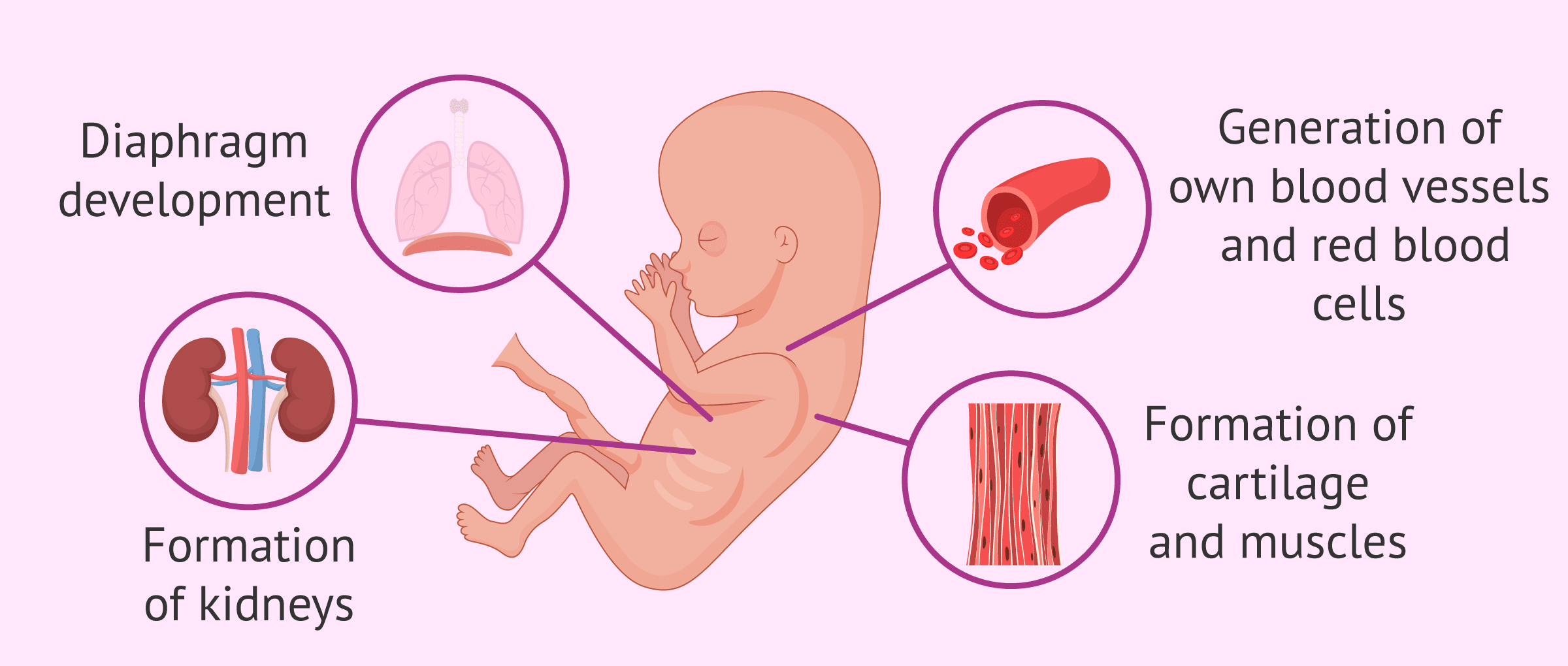 pregnancy symptoms at 11 weeks