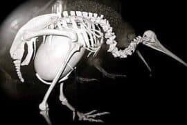 pregnant kiwi bird