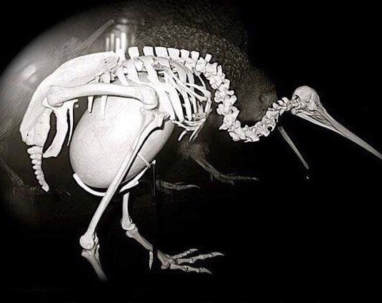 pregnant kiwi bird