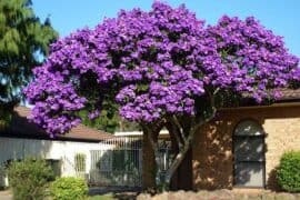 purple flower tree sydney