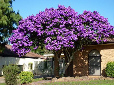 purple flower tree sydney