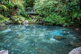 rainbow springs nz