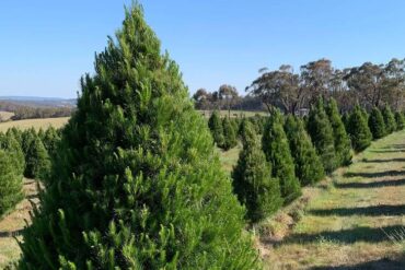 real christmas tree sydney