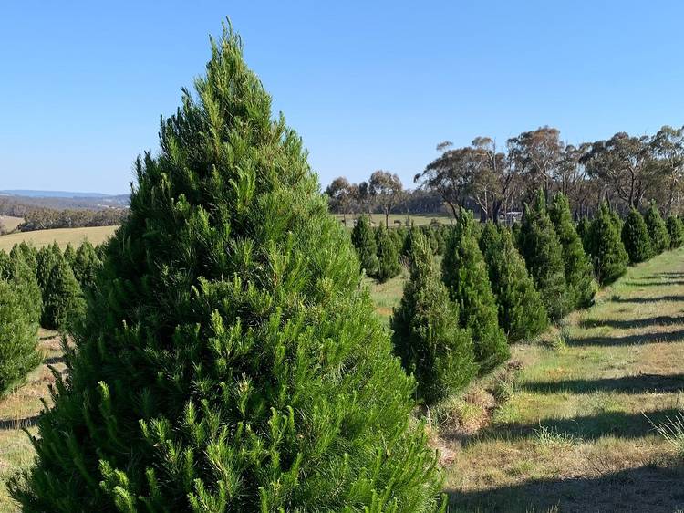 real christmas tree sydney