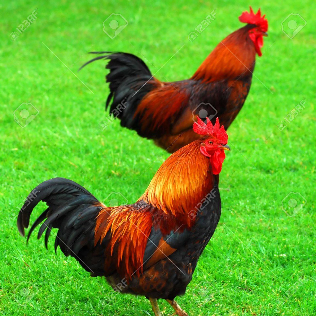 red roosters