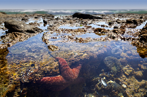 rockpool