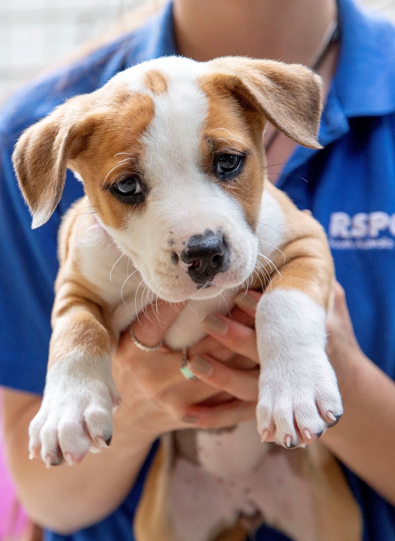 rspca adelaide