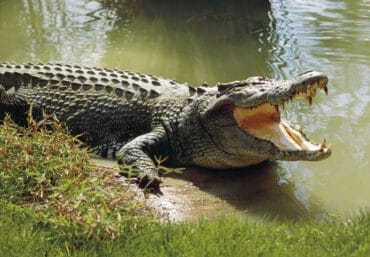 saltwater croc