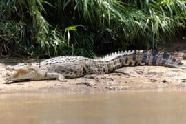 saltwater crocodile