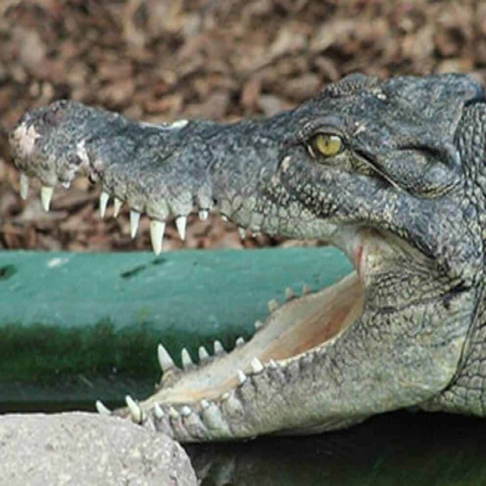 saltwater crocodile species