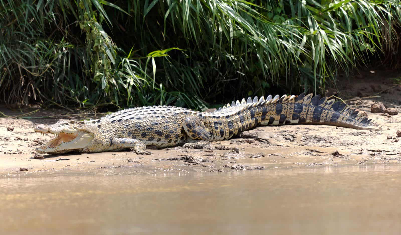 saltwater crocodile