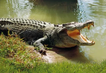 saltwater crocodiles