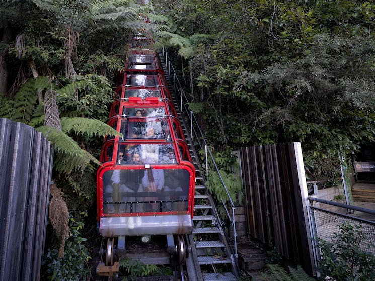 scenic world