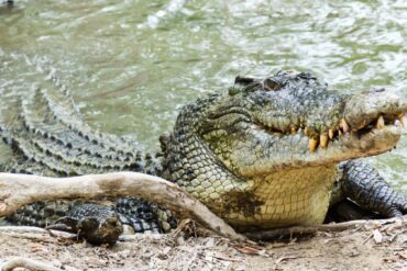 sea water crocodile