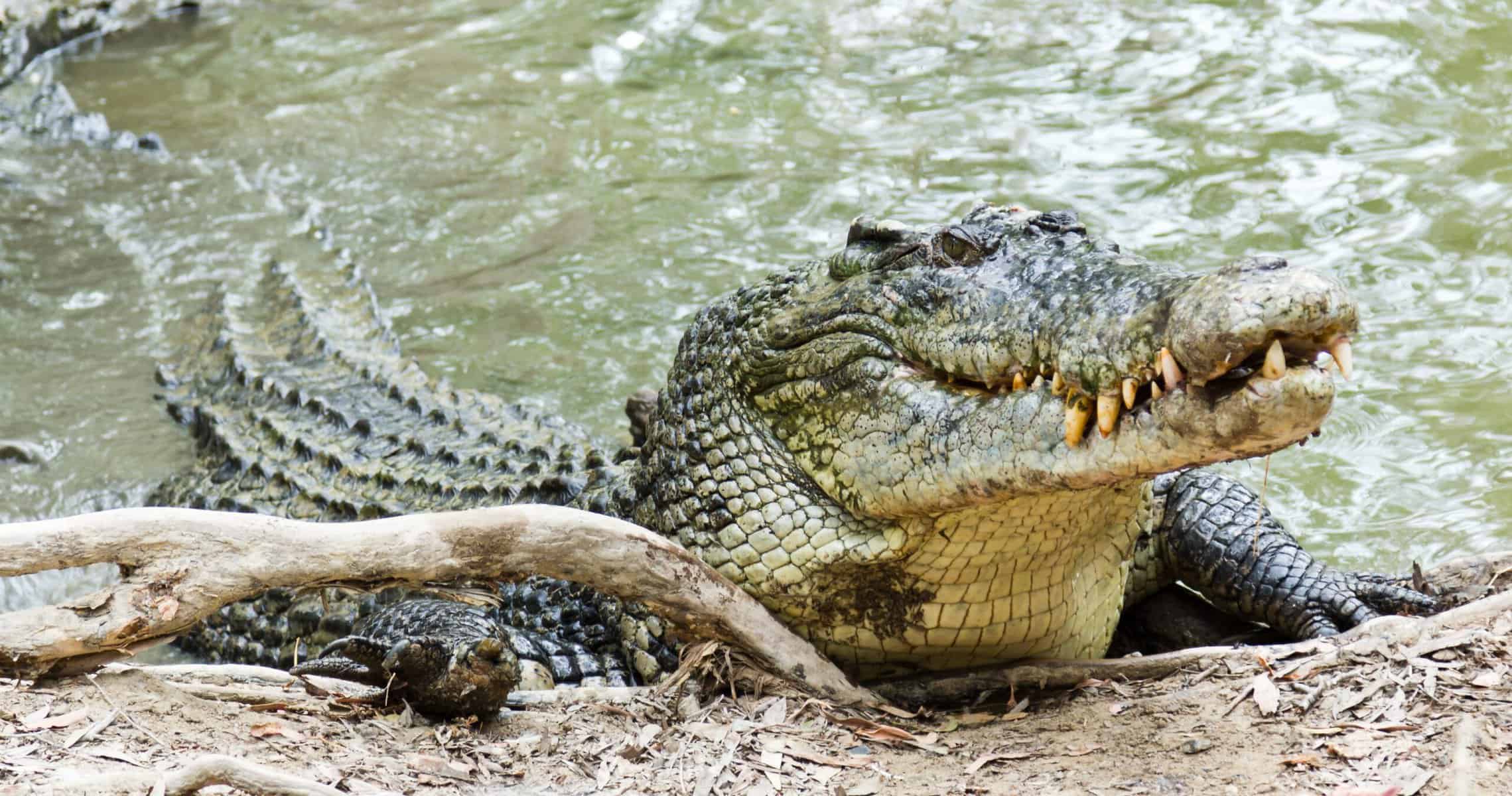 sea water crocodile