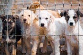 shelter dogs melbourne