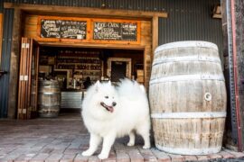 smiling samoyed