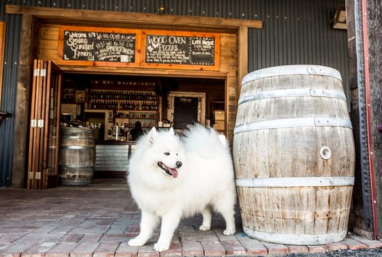 smiling samoyed brewery