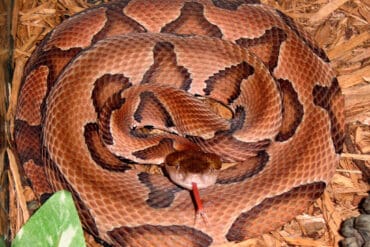 snake copperhead