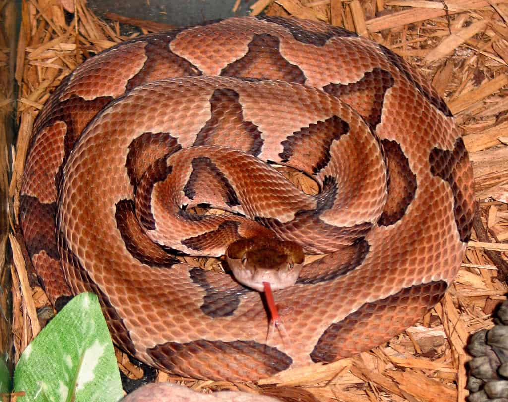 snake copperhead