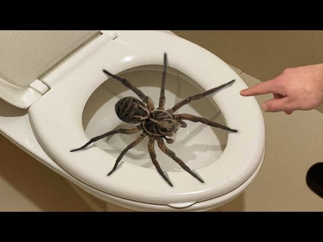 spider in the toilet