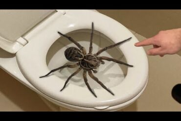 spider on toilet