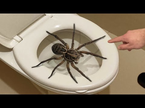 spider on toilet