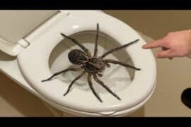 spider toilet