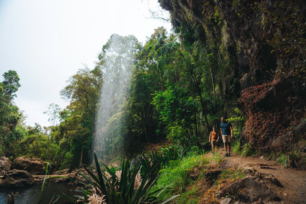 springbrook nationalpark