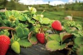 strawberries fields